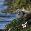 Black Oystercatcher
